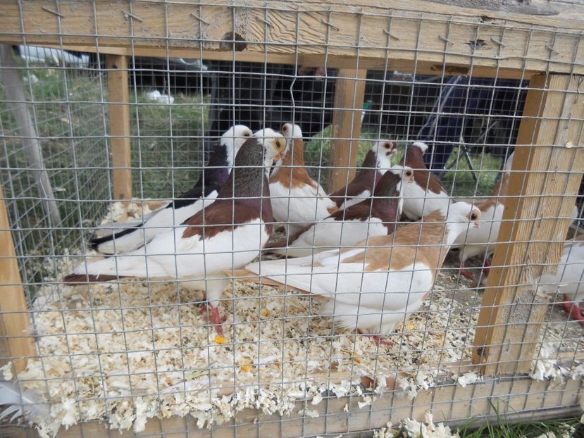  - TARG MONOR UNGARIA APRILIE 2017