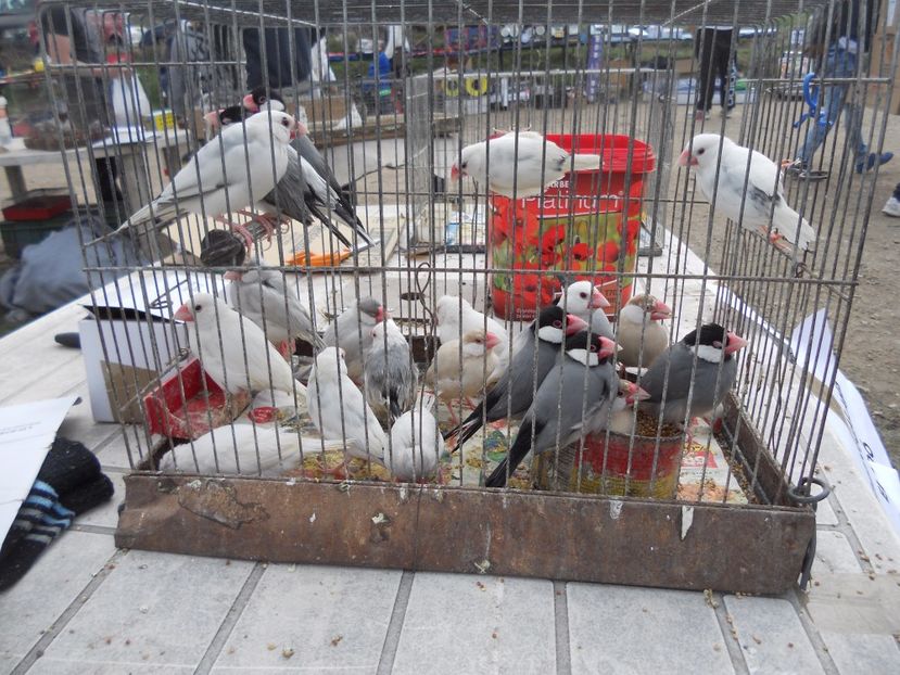  - TARG MONOR UNGARIA APRILIE 2017