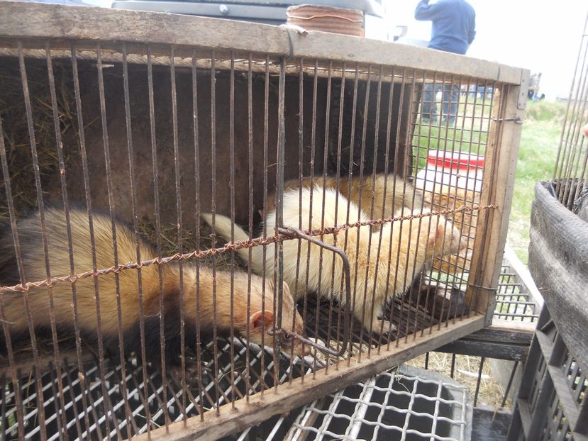  - TARG MONOR UNGARIA APRILIE 2017