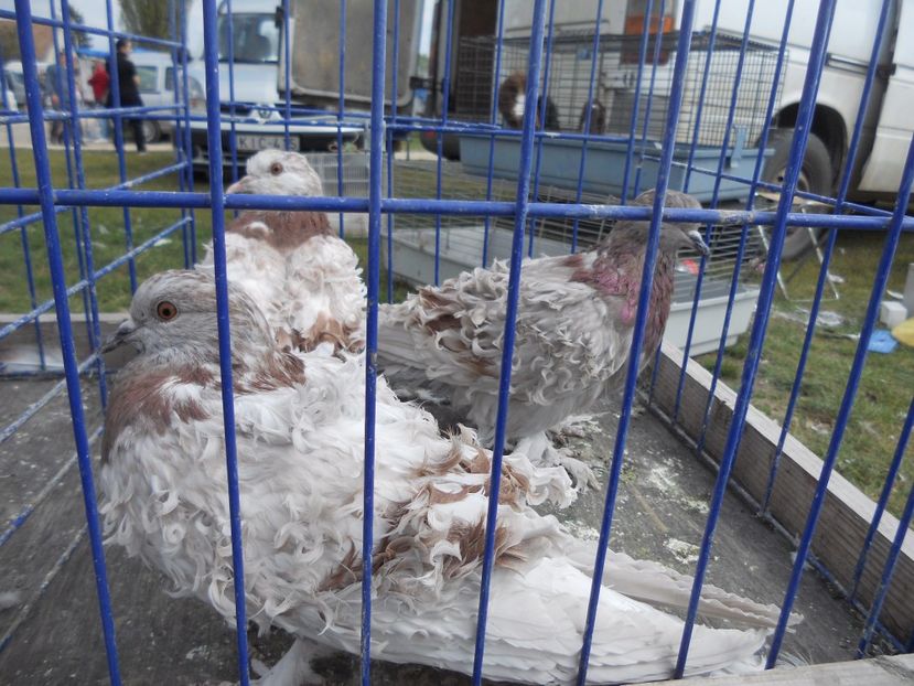  - TARG MONOR UNGARIA APRILIE 2017