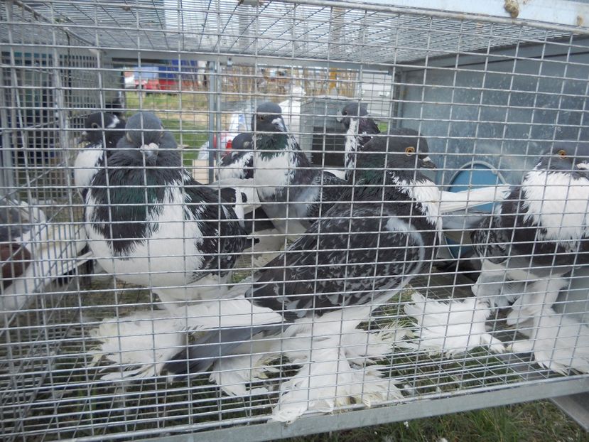  - TARG MONOR UNGARIA APRILIE 2017