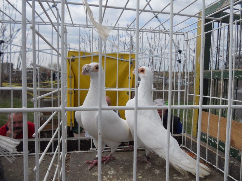  - TARG MONOR UNGARIA APRILIE 2017