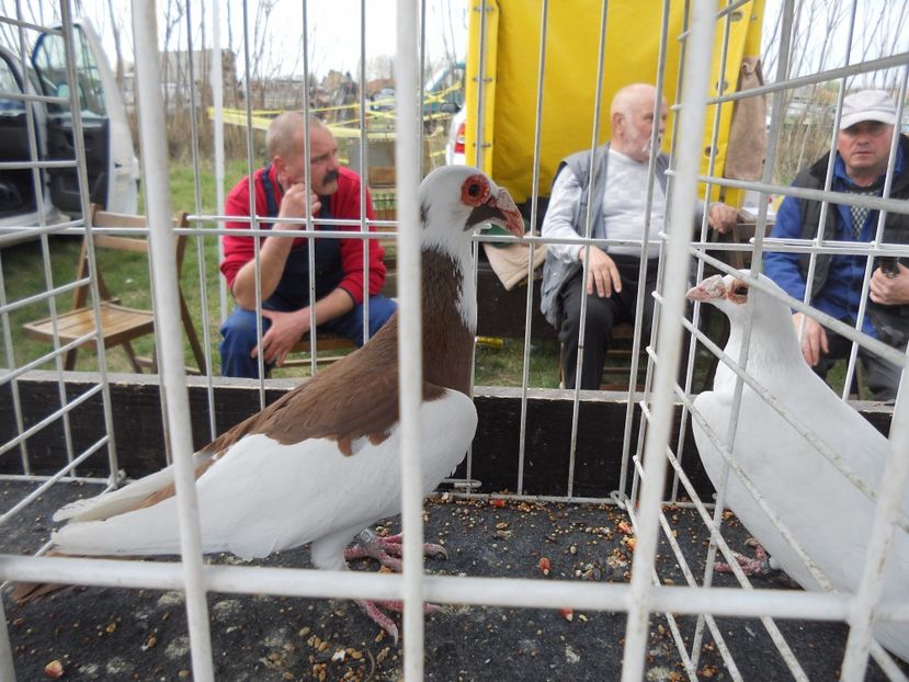  - TARG MONOR UNGARIA APRILIE 2017