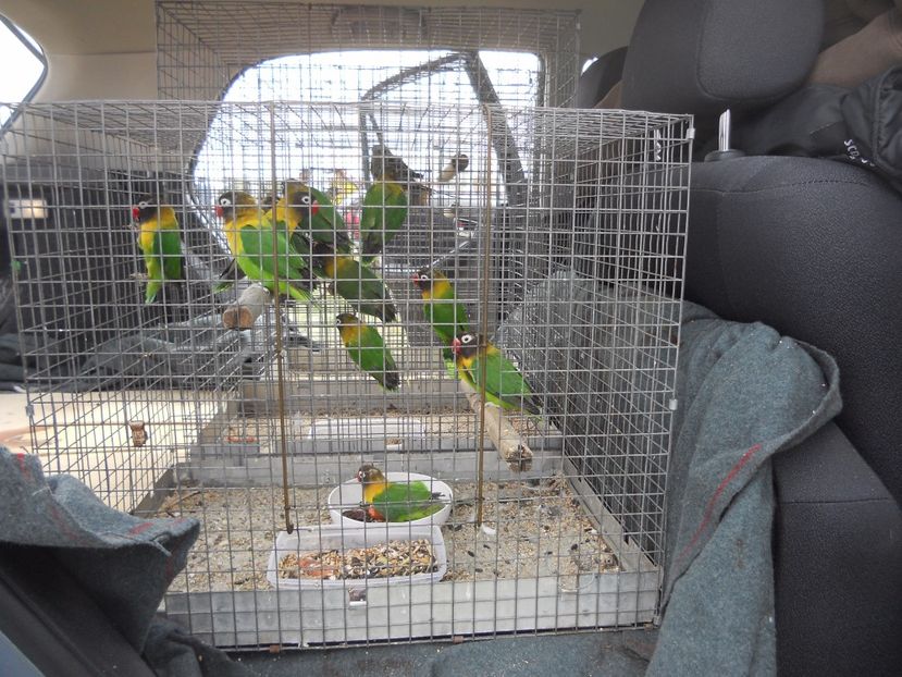  - TARG MONOR UNGARIA APRILIE 2017