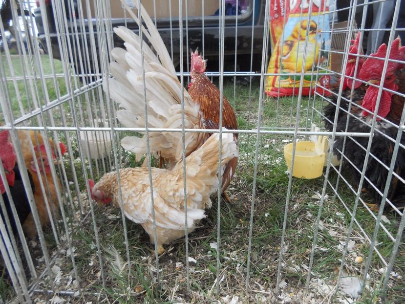  - TARG MONOR UNGARIA APRILIE 2017