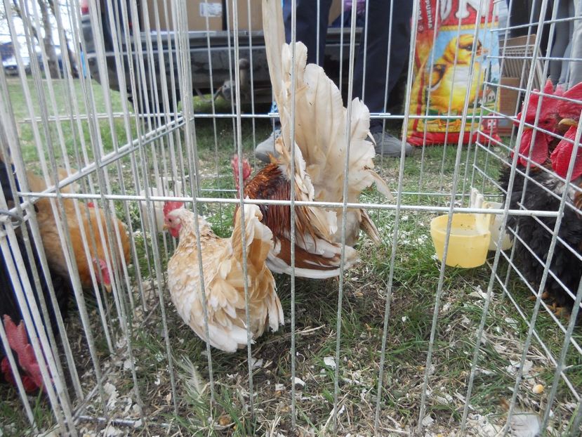  - TARG MONOR UNGARIA APRILIE 2017