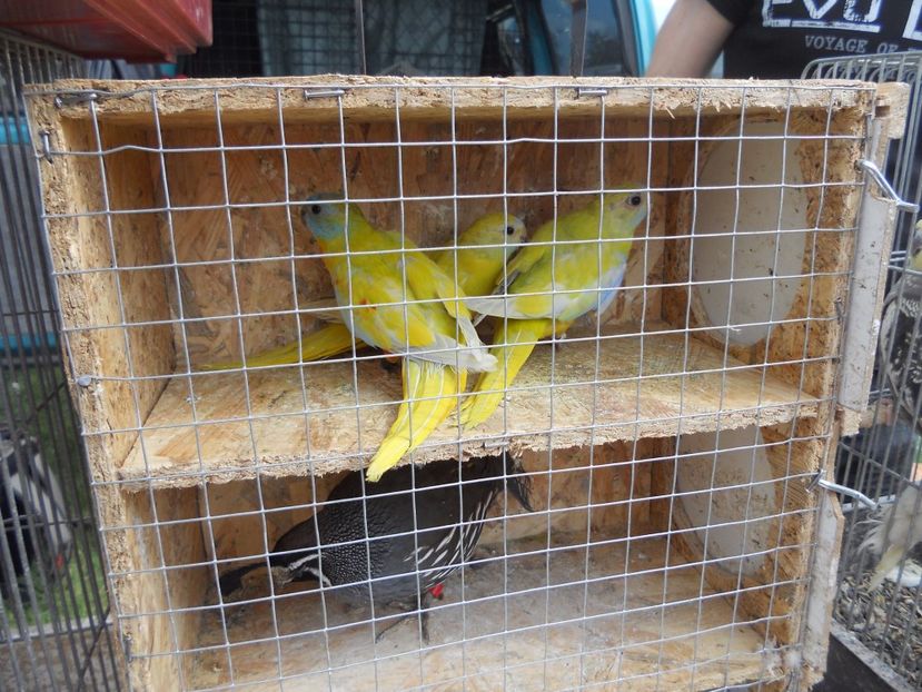  - TARG MONOR UNGARIA APRILIE 2017