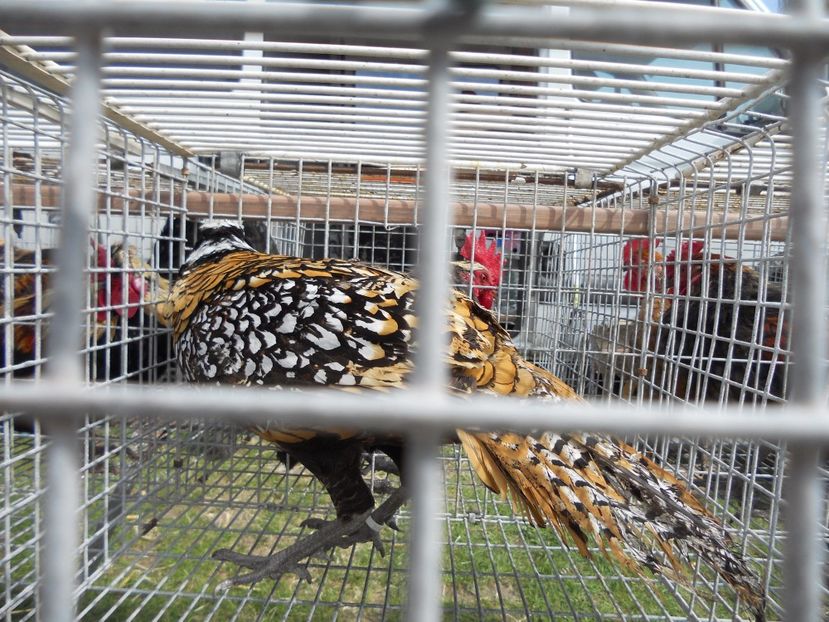  - TARG MONOR UNGARIA APRILIE 2017