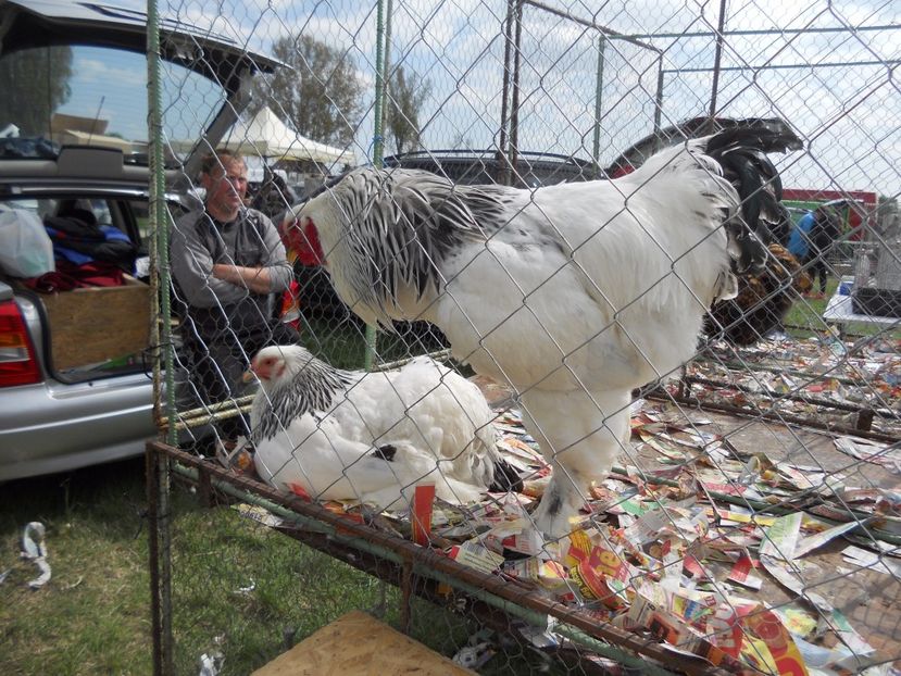  - TARG MONOR UNGARIA APRILIE 2017