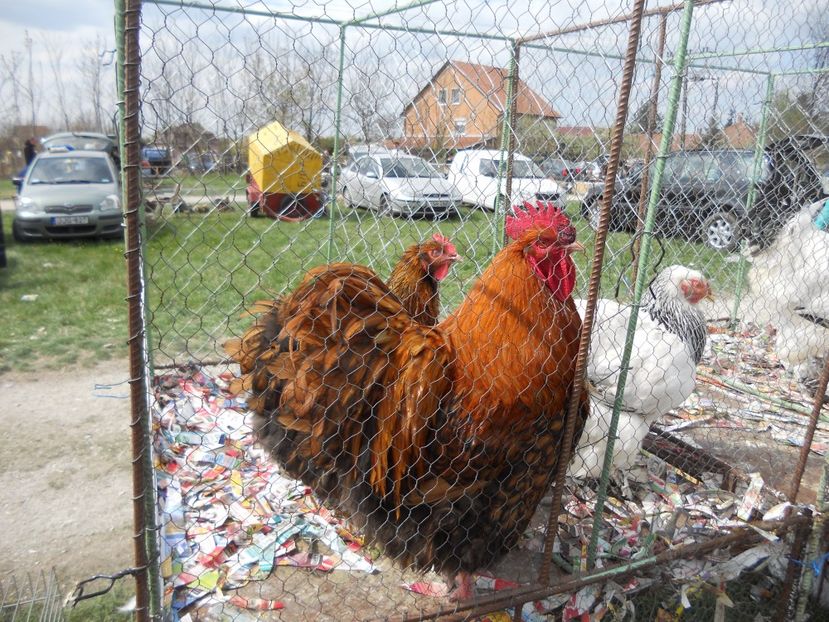  - TARG MONOR UNGARIA APRILIE 2017