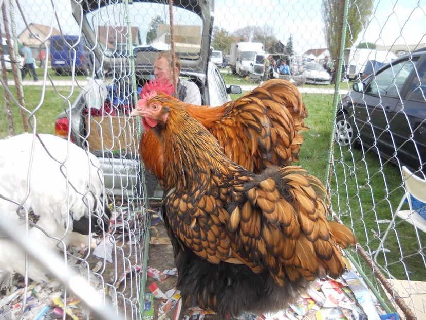  - TARG MONOR UNGARIA APRILIE 2017