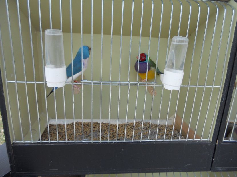  - TARG MONOR UNGARIA APRILIE 2017