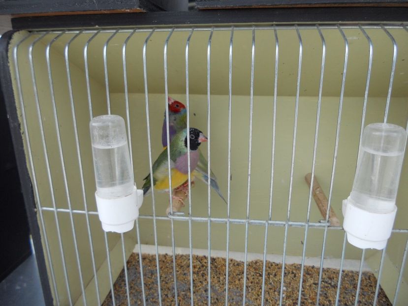  - TARG MONOR UNGARIA APRILIE 2017