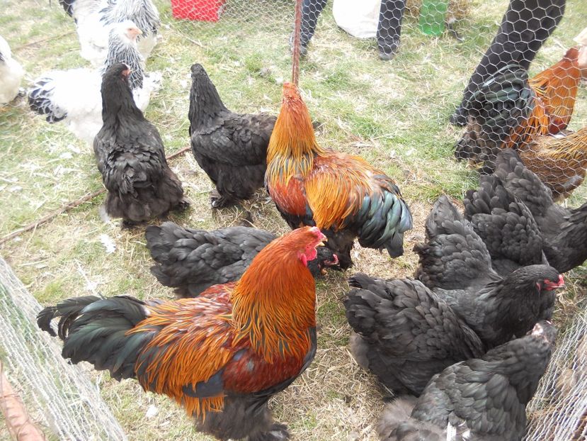  - TARG MONOR UNGARIA APRILIE 2017