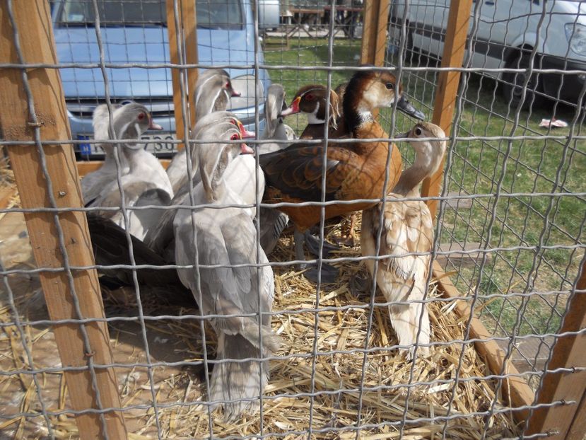  - TARG MONOR UNGARIA APRILIE 2017