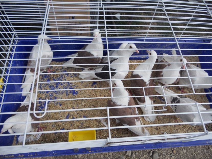  - TARG MONOR UNGARIA APRILIE 2017