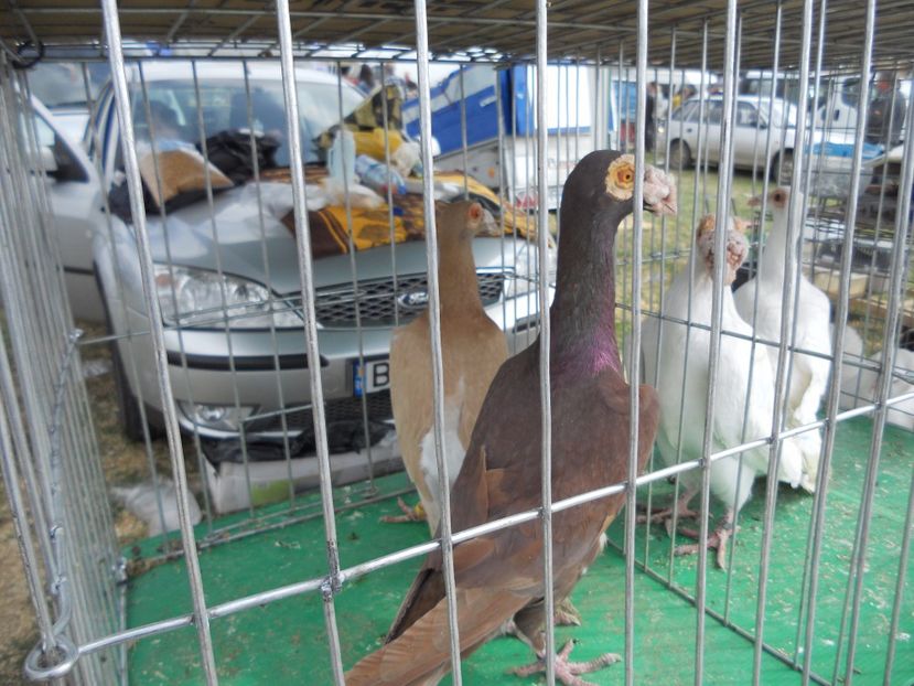  - TARG MONOR UNGARIA APRILIE 2017