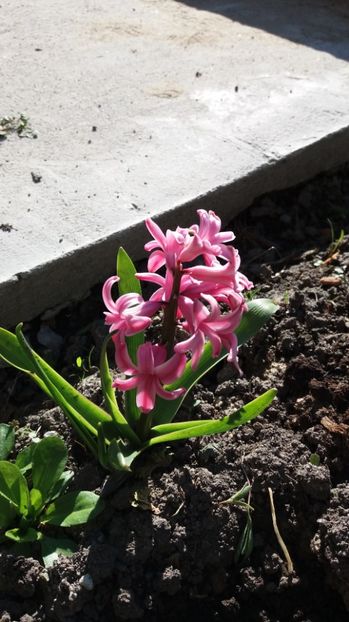  - Primavara lui Aprilie