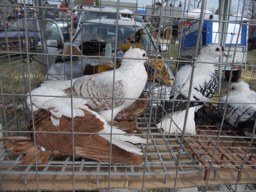  - TARG MONOR UNGARIA APRILIE 2017