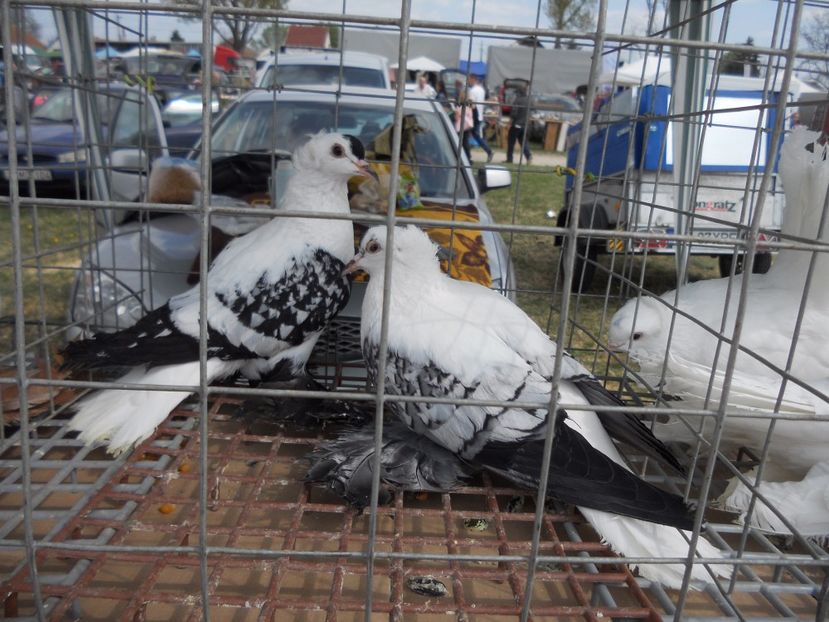  - TARG MONOR UNGARIA APRILIE 2017