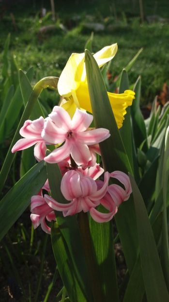  - Primavara lui Aprilie