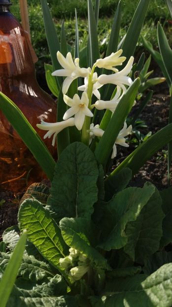  - Primavara lui Aprilie