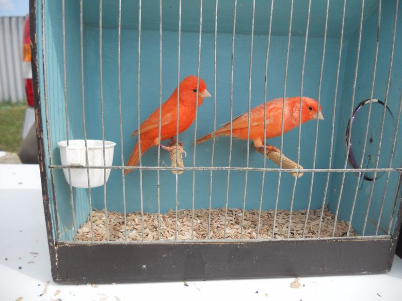  - TARG MONOR UNGARIA APRILIE 2017