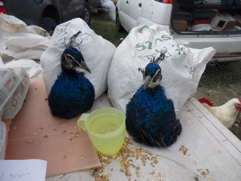  - TARG MONOR UNGARIA APRILIE 2017