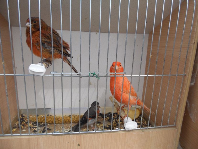  - TARG MONOR UNGARIA APRILIE 2017