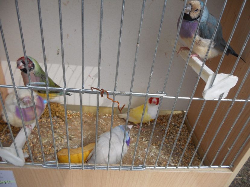  - TARG MONOR UNGARIA APRILIE 2017