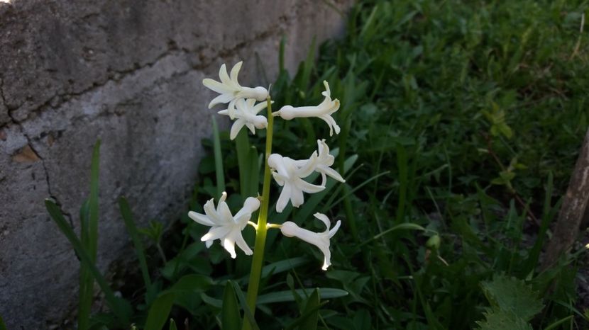  - Primavara lui Aprilie