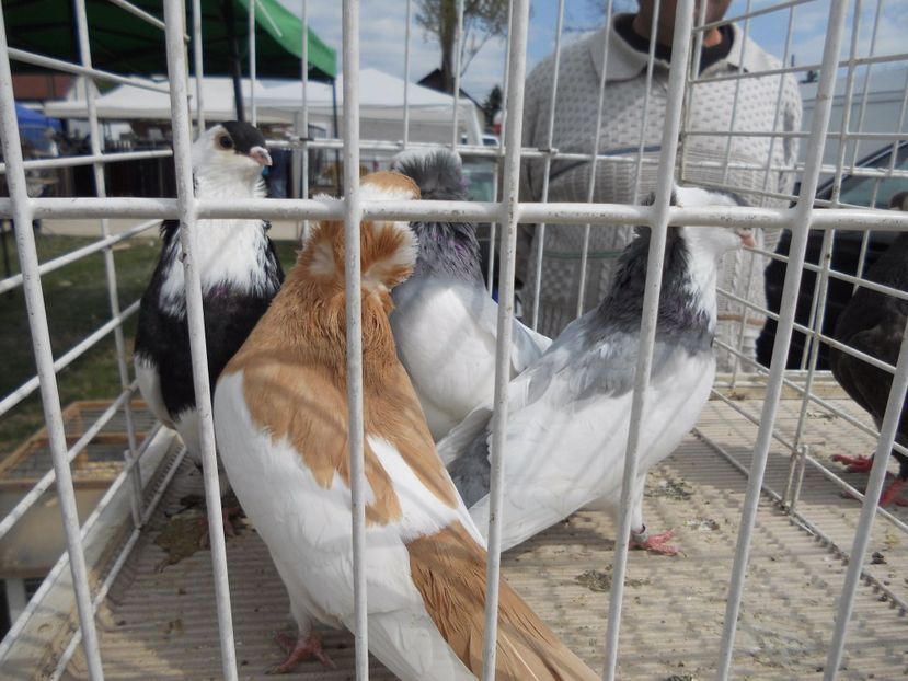  - TARG MONOR UNGARIA APRILIE 2017