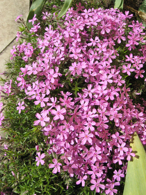 Picture 7781 - Flori de gradina 2015-2018