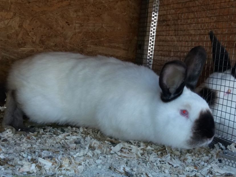  - Arhivă-Californieni