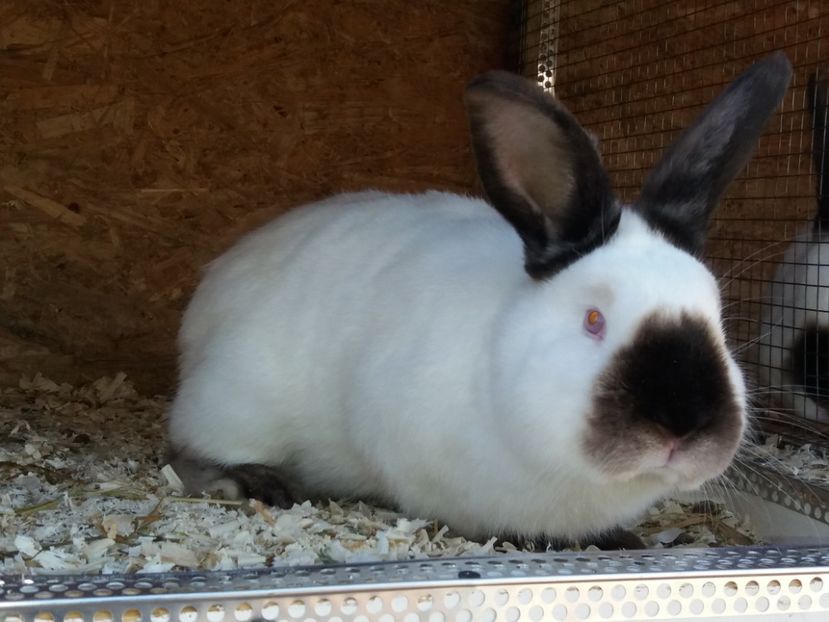  - Arhivă-Californieni