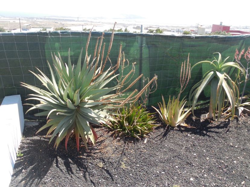  - Tenerife-Gran Canaria martie 2017