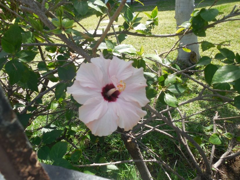  - Tenerife-Gran Canaria martie 2017