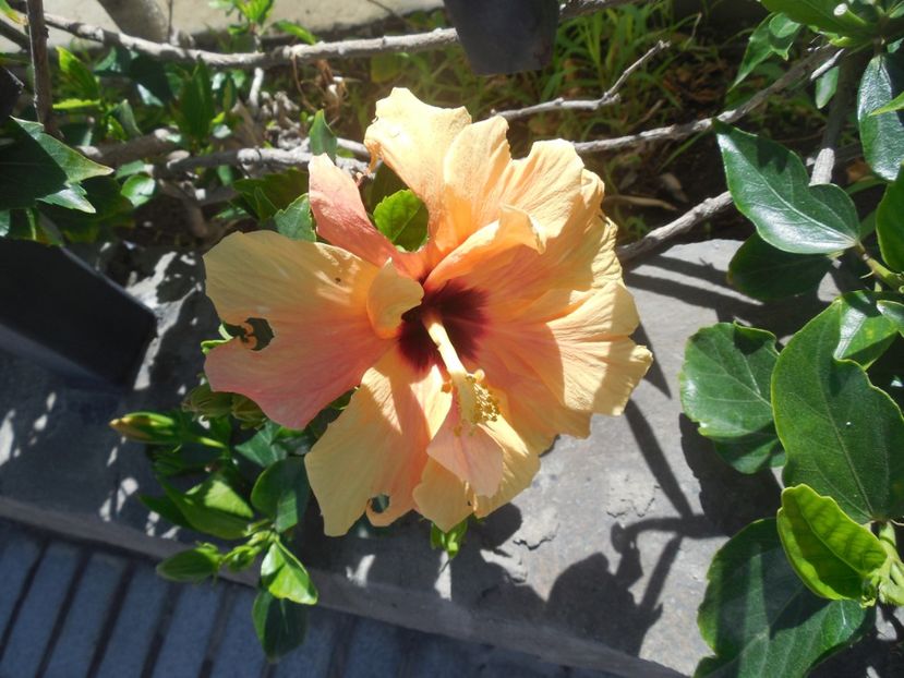  - Tenerife-Gran Canaria martie 2017