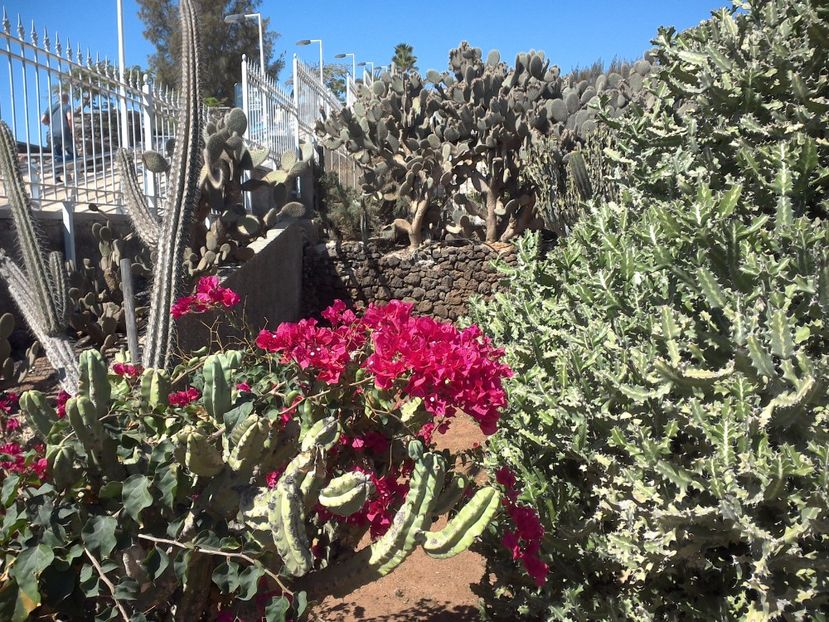 WIN_20170404_115202 - Tenerife-Gran Canaria martie 2017