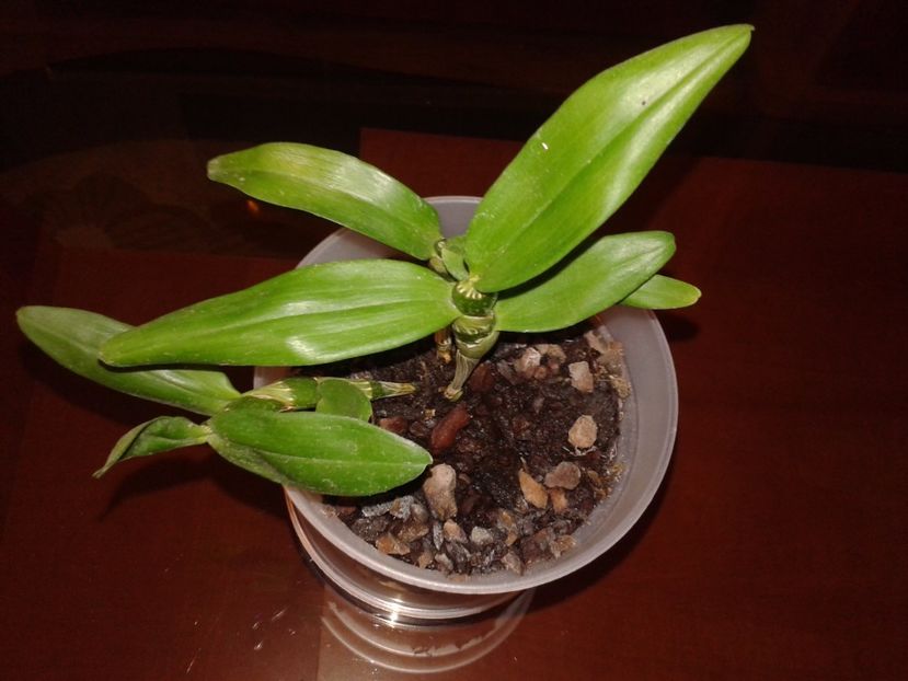 Dendrobium nobile - Orhidee