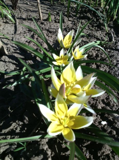  - 01-Flori din curtea mea 2017