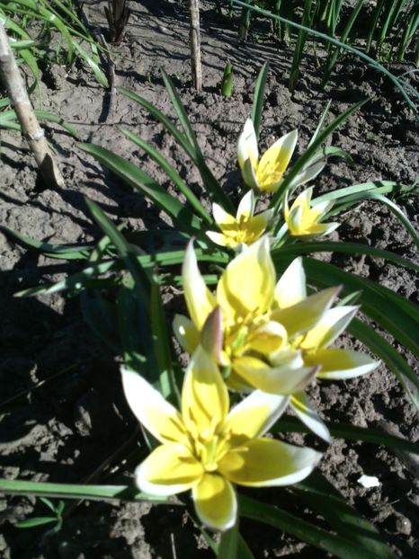 lalele tarda - 01-Flori din curtea mea 2017