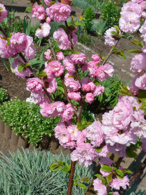 P2060677 - 2017 - 01 - Primavara