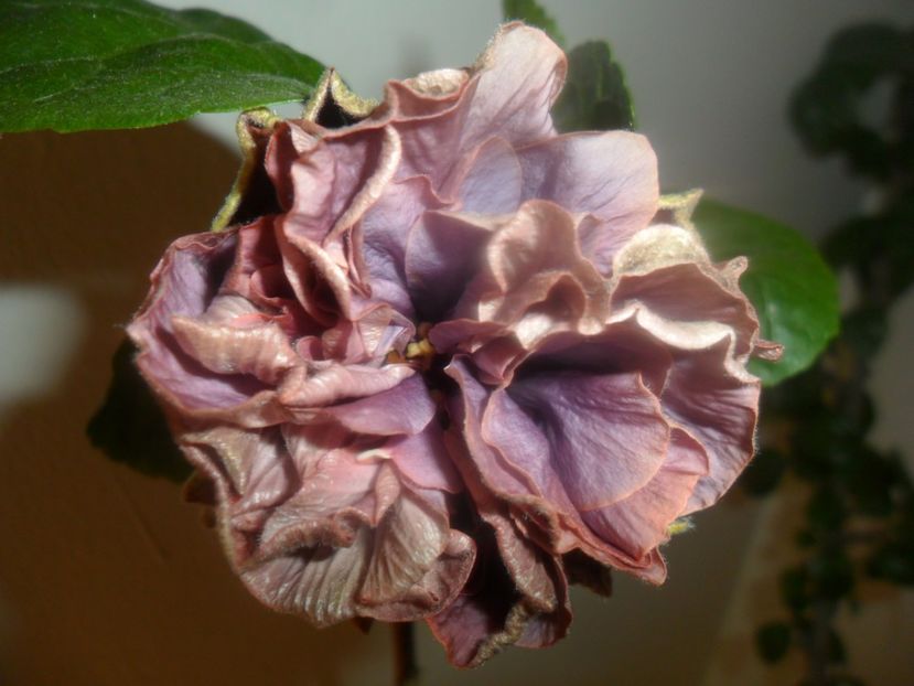 stormy days - hibiscusi 2017-1