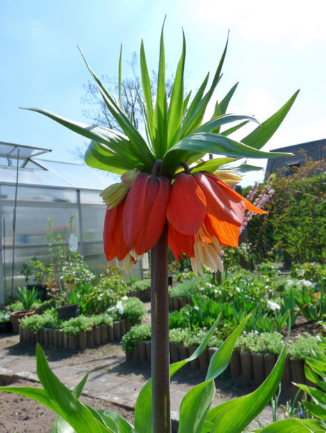 P2060598 - 2017 - 01 - Primavara