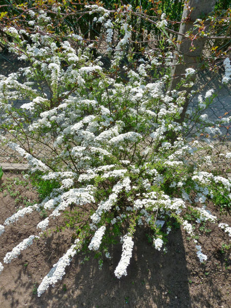 P2060613 - 2017 - 01 - Primavara