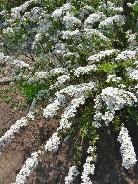  - 2017 - 01 - Primavara