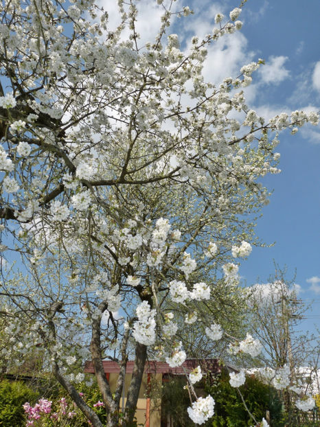  - 2017 - 01 - Primavara