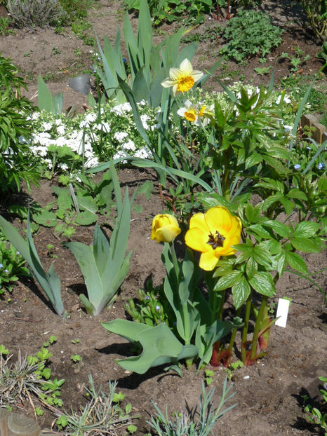 P2060717 - 2017 - 01 - Primavara