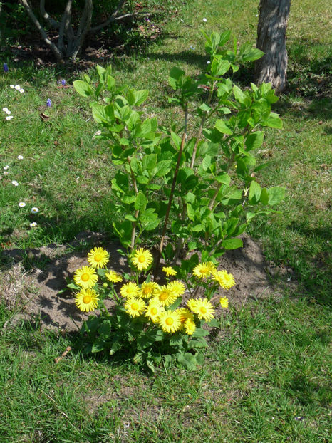 P2060720 - 2017 - 01 - Primavara